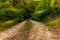 A lonely winding road on the hills of Tuscany