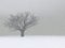 Lonely winter tree