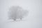 Lonely Winter Tree. Sweet Solitude. Cold and Cloudy day with much snow in the Washington, USA. Blizzard and fog in east coast.