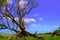 Lonely withered tree on a green glade against a colorful blue sky and forest