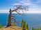 Lonely withered tree on the mountain above the sea under the blue sky