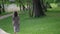 lonely woman is strolling alone in park at summer or spring, rear view of lady strolling on path