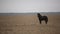 Lonely wounded black horse in an autumn field