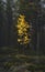 Lonely yellow birch tree in the dark forest