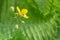 Lonely yellow flower with black little beetle on blurred greenery background
