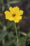 Lonely Yellow flower Sulfur Space in the summer garden