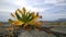 Lonely yellow-green plant despite the dry and windy weather increases on top of the mountain on the rocks. Gramvousa island