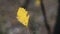 Lonely yellow leaf