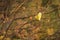 Lonely yellow leaf of a Linden hanging on a tree branch in the autumn