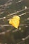 Lonely yellow leaf of a Linden hanging on a tree branch in the autumn