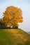 Lonely yellow tree, the tree is covered with yellow foliage. Large autumn tree. Majestic light. Natural composition. Autumn is