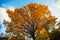 Lonely yellow tree, the tree is covered with yellow foliage. Large autumn tree. Majestic light. Natural composition. Autumn is