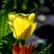 Lonely yellow tulip in the garden