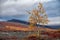Lonely yellowed birch in autumn mountains.