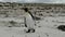 Lonely young King Penguin ist walking on the beach