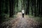 Lonely young male hipster in casual walks in autumn dark moody forest with fallen leaves