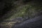 Lonely young pine-tree grows from moss covered stone in the woods