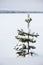 Lonely young pine tree in snow