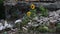 Lonely young sunflower swaying in the wind in the city against the background of the wall.