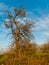 Lonely young tree in the field. Green leaves. Vibrant spring colors. The beginning of summer in the countryside. Urban areas. Gree