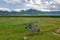 Lonely zebra grazes on lush meadows in Ngorongoro Crater