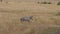 Lonely zebra nods his face, grazing in the tall dry grass of african savannah