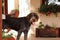 Loner in back watch games of others. Rough-coated Bohemian Pointer stands on her athletic legs and watch garden with tongue out.