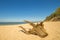 Lonesome beach with driftwood and blue sky