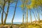 Lonesome beach with trees and blue sky