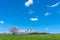 Lonesome Cherry Blossom in springtime sunny day morning and clear blue sky