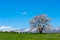 Lonesome Cherry Blossom in springtime sunny day morning and clear blue sky