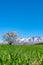 Lonesome Cherry Blossom in springtime sunny day morning and clear blue sky