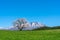 Lonesome Cherry Blossom in springtime sunny day morning and clear blue sky