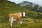 Lonesome cow in mountains fall season nature