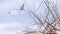 Lonesome Dove sites on a branch of a leave less tree in the late evening