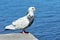 Lonesome Dove sitting on a stone, on background of sea