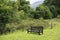 Lonesome empty bank a wood stands on a meadow,