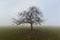Lonesome fruit tree in winter in fog standing on grassland