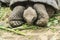 Lonesome George eating leaves