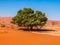 Lonesome green tree in the desert