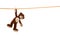 Lonesome isolated plush teddy bear hanging on a clotheline on white