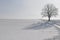 Lonesome oak in winter landscape