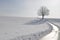 Lonesome oak in winter landscape