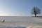 Lonesome oak in winter landscape