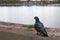 Lonesome pigeon