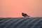 A lonesome pigeon standing on the top of a peir roof