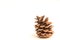 Lonesome pine cone sitting and waiting for text to be applied around it.