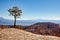 Lonesome Pine on the Edge of Bryce Canyon