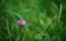 A lonesome red clover flower