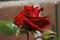 The lonesome red rose